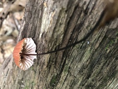 Marasmius siccus