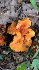 Hypomyces lactifluorum