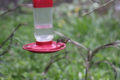 Philodice mitchellii