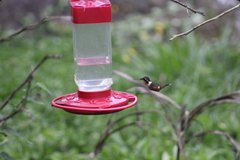 Philodice mitchellii