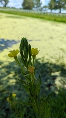 Oenothera biennis