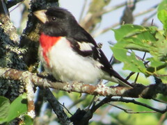 Pheucticus ludovicianus