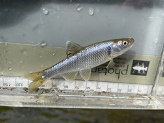 Cyprinella spiloptera