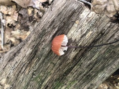 Marasmius siccus