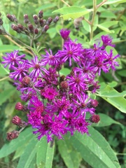 Vernonia gigantea