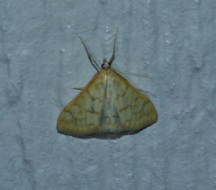 Hahncappsia pergilvalis