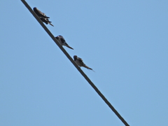 Hirundinidae