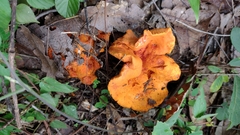 Hypomyces lactifluorum