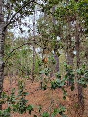 Callirhytis quercussuttoni