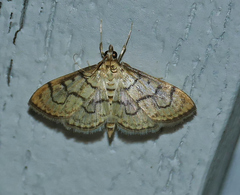Spilomelinae