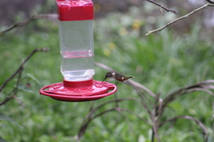 Philodice mitchellii