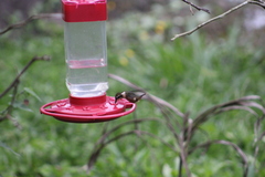 Philodice mitchellii