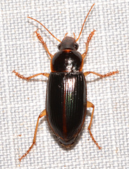 Notiobia terminata