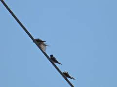 Hirundinidae