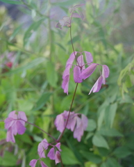Thalictrum