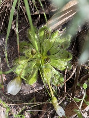 Drosera whittakeri