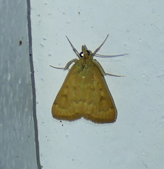 Achyra rantalis