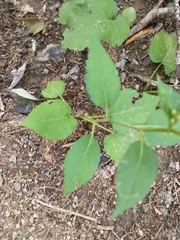 Eurybia