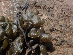 Fucus spiralis