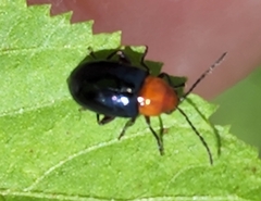 Galerucinae