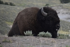 Bison bison bison