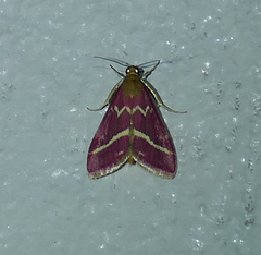 Pyrausta volupialis