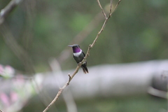 Philodice mitchellii