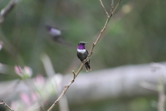 Philodice mitchellii