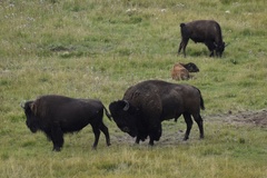 Bison bison bison