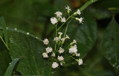 Ageratina