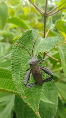 Acanthocephala heissi