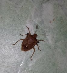 Carpocorini