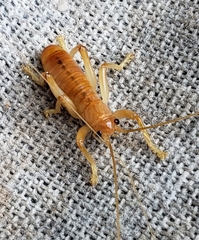 Camptonotus carolinensis