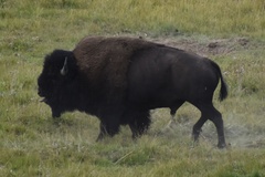 Bison bison bison