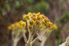 Espeletia corymbosa