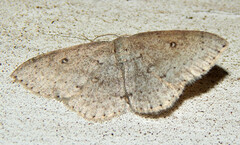 Cyclophora