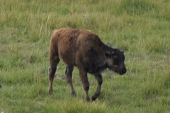 Bison bison bison