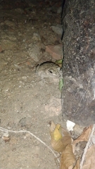 Rhinella granulosa
