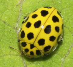 Psyllobora vigintiduopunctata