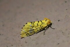 Chrysoecia dela