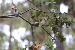 Callirhytis quercussuttoni