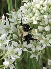 Bombus impatiens