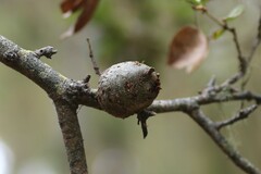 Callirhytis quercussuttoni