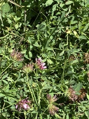 Trifolium
