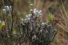Linochilus phylicoides