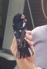 Pheucticus ludovicianus