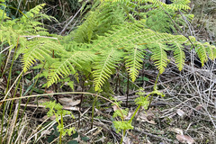 Dennstaedtia davallioides