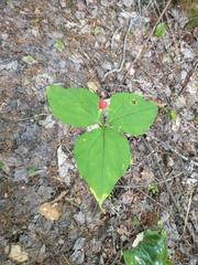 Trillium undulatum