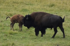Bison bison bison
