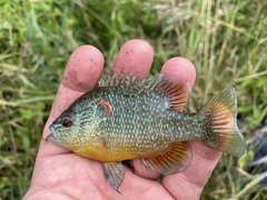 Lepomis peltastes